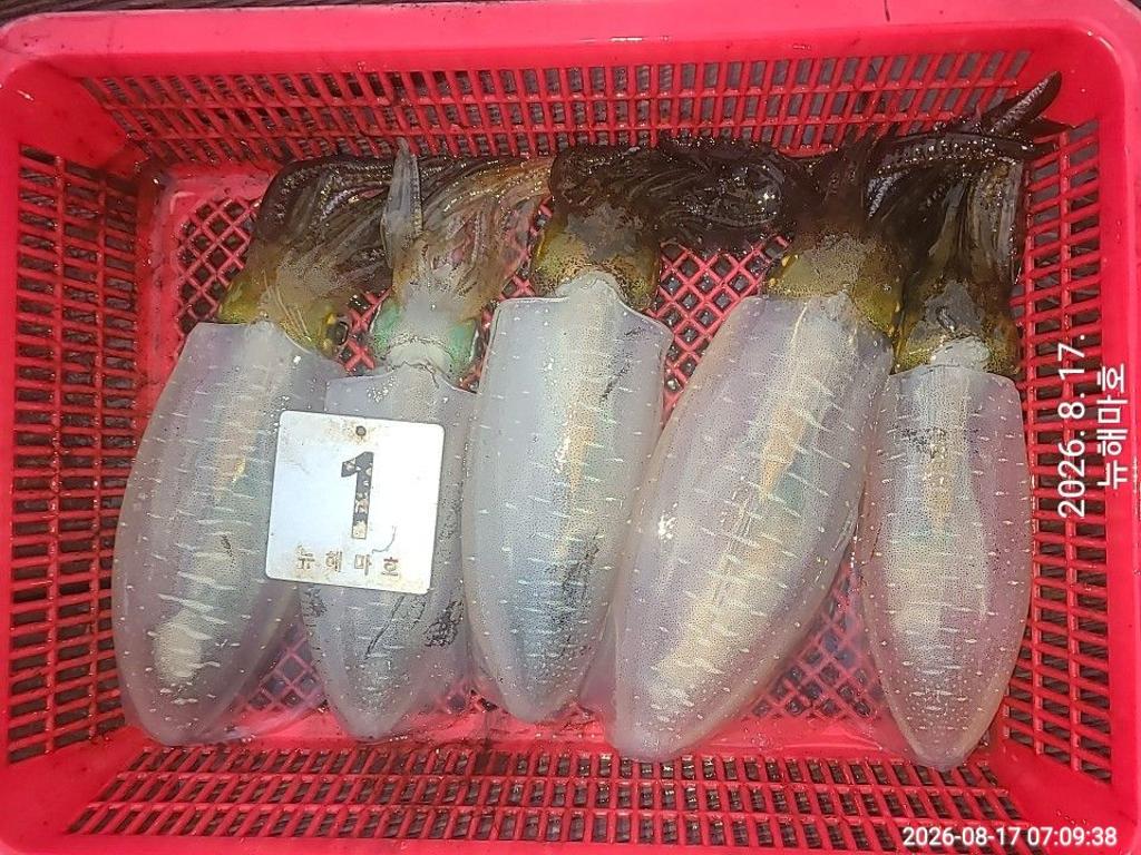 낚시뚜,무늬오징어,영일만항,뉴해마호,낚시뚜26