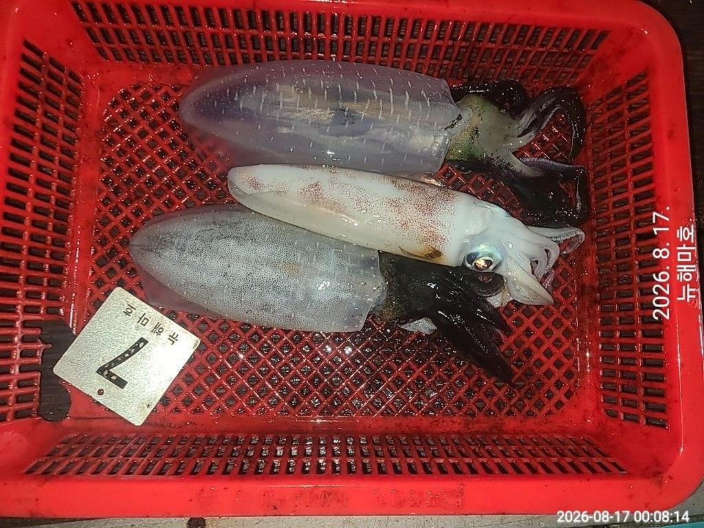 낚시뚜,무늬오징어,영일만항,뉴해마호,낚시뚜23