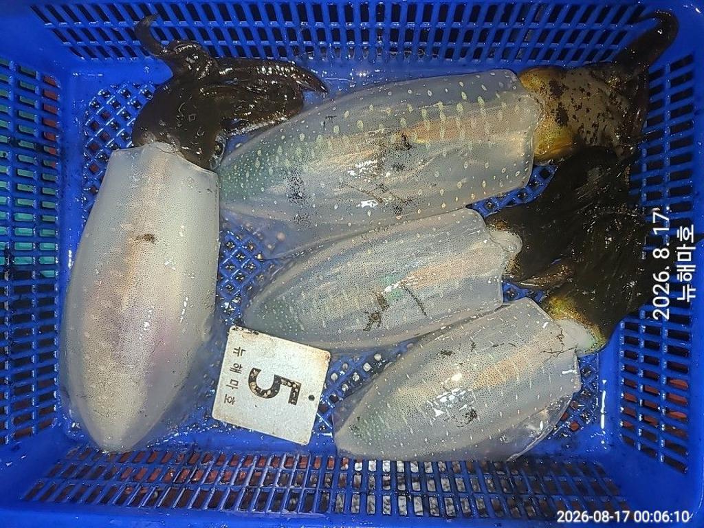 낚시뚜,무늬오징어,영일만항,뉴해마호,낚시뚜21