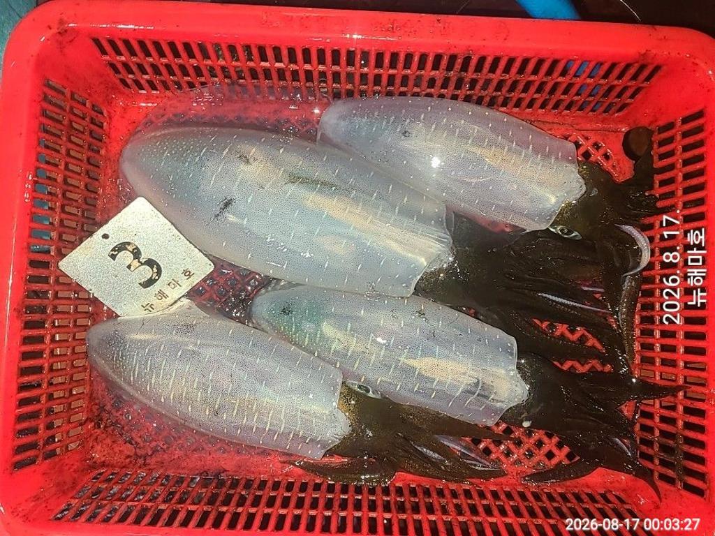 낚시뚜,무늬오징어,영일만항,뉴해마호,낚시뚜19