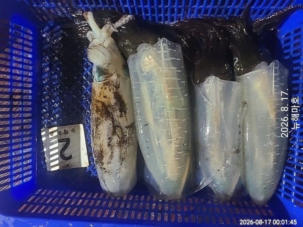 낚시뚜,무늬오징어,영일만항,뉴해마호,낚시뚜18