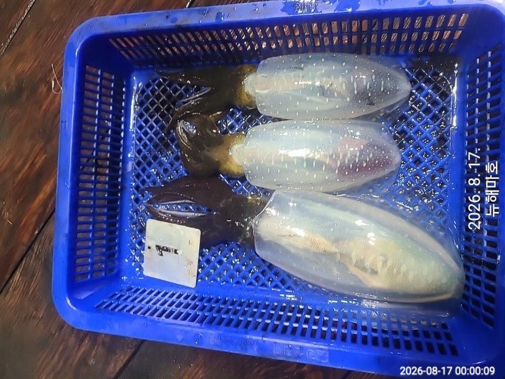 낚시뚜,무늬오징어,영일만항,뉴해마호,낚시뚜17