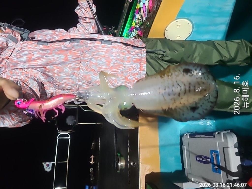 낚시뚜,무늬오징어,영일만항,뉴해마호,낚시뚜10