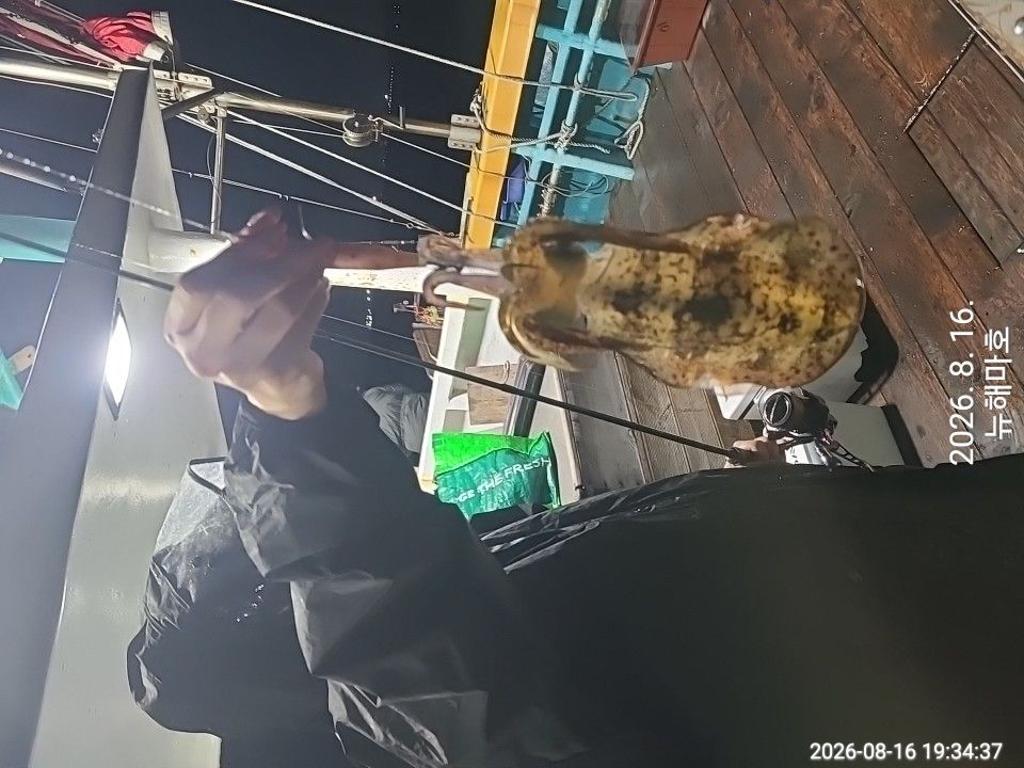 낚시뚜,무늬오징어,영일만항,뉴해마호,낚시뚜9