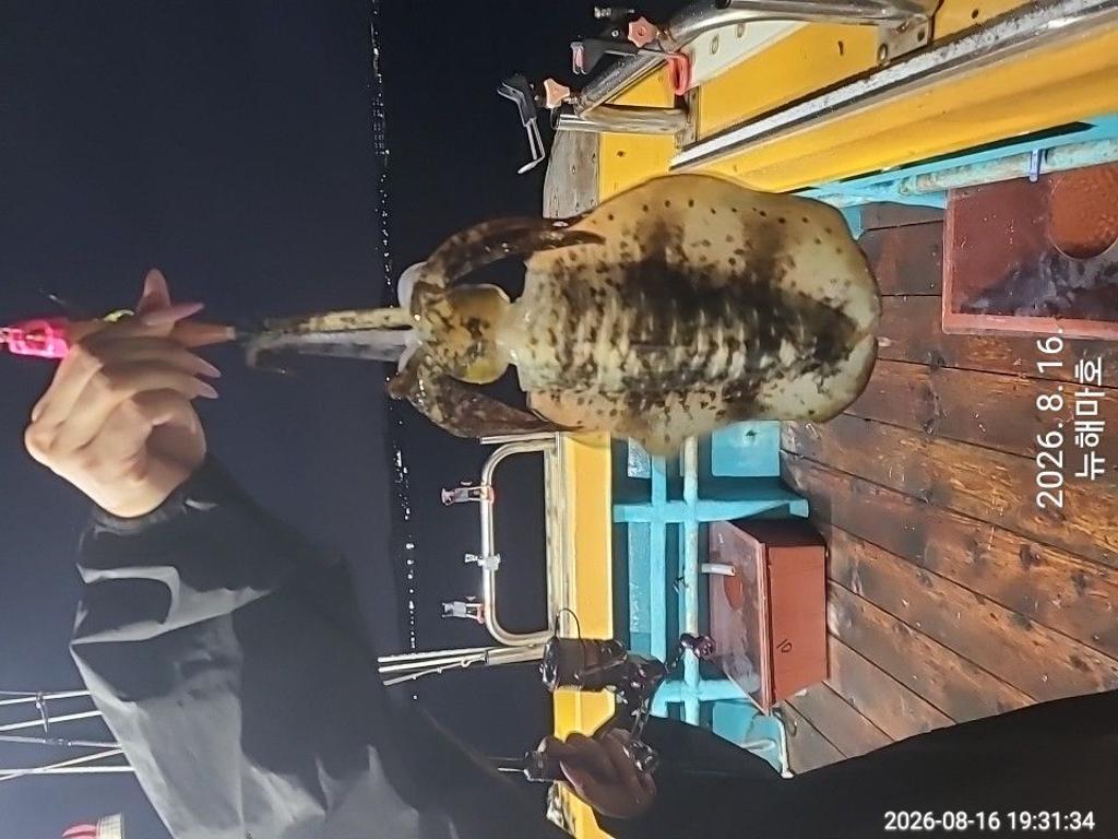 낚시뚜,무늬오징어,영일만항,뉴해마호,낚시뚜7