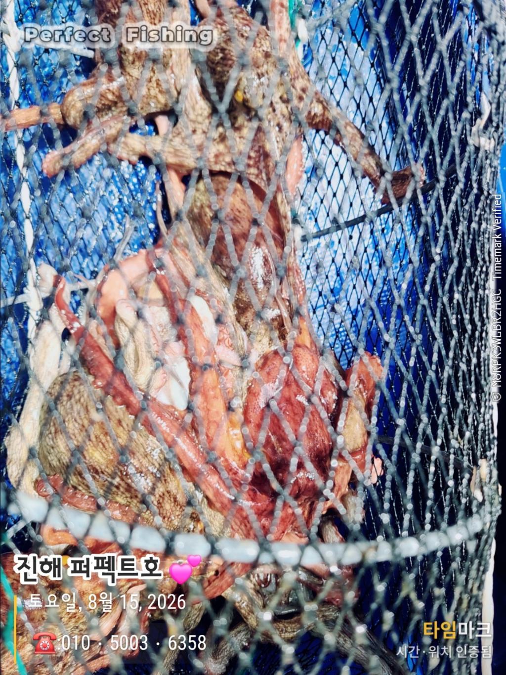 낚시뚜,문어,진해 수치마을 방파제,퍼펙트호,낚시뚜8