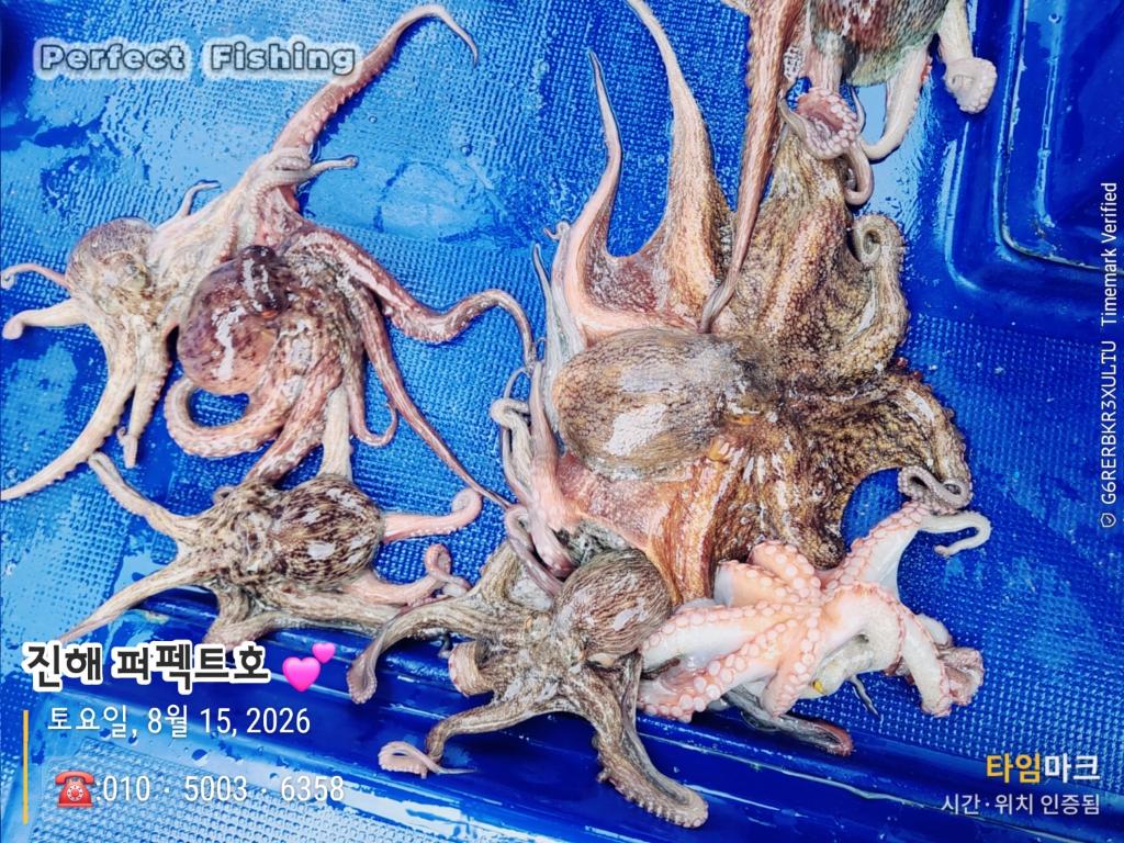낚시뚜,문어,진해 수치마을 방파제,퍼펙트호,낚시뚜9