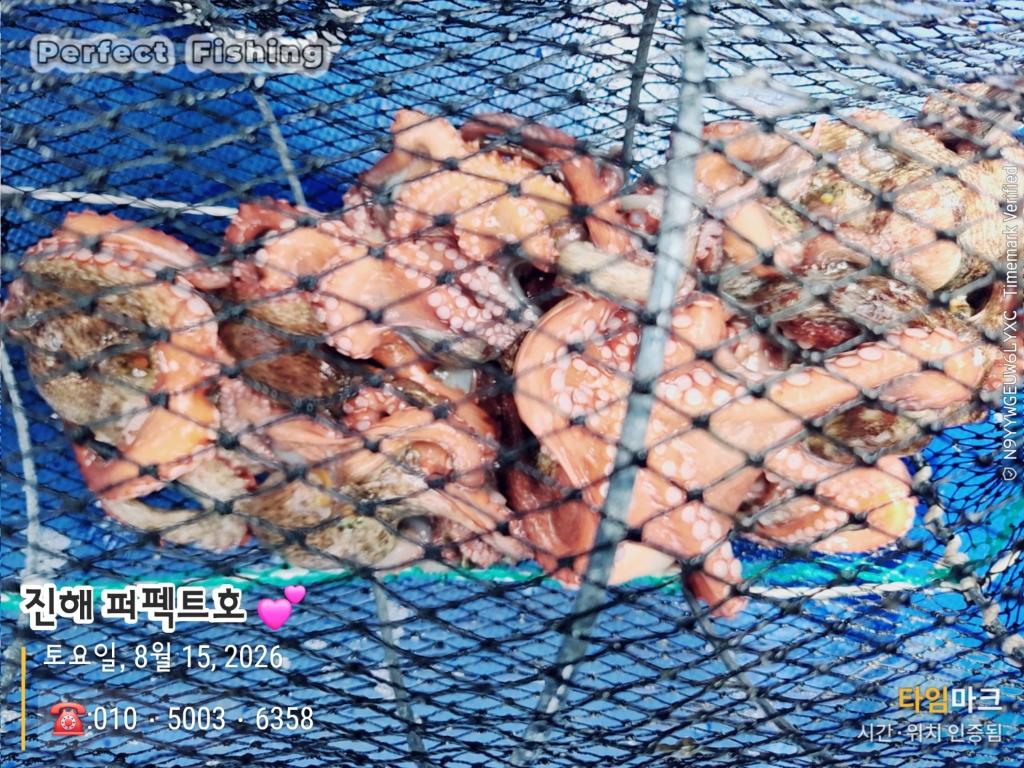 낚시뚜,문어,진해 수치마을 방파제,퍼펙트호,낚시뚜10