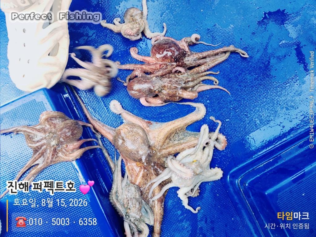 낚시뚜,문어,진해 수치마을 방파제,퍼펙트호,낚시뚜11