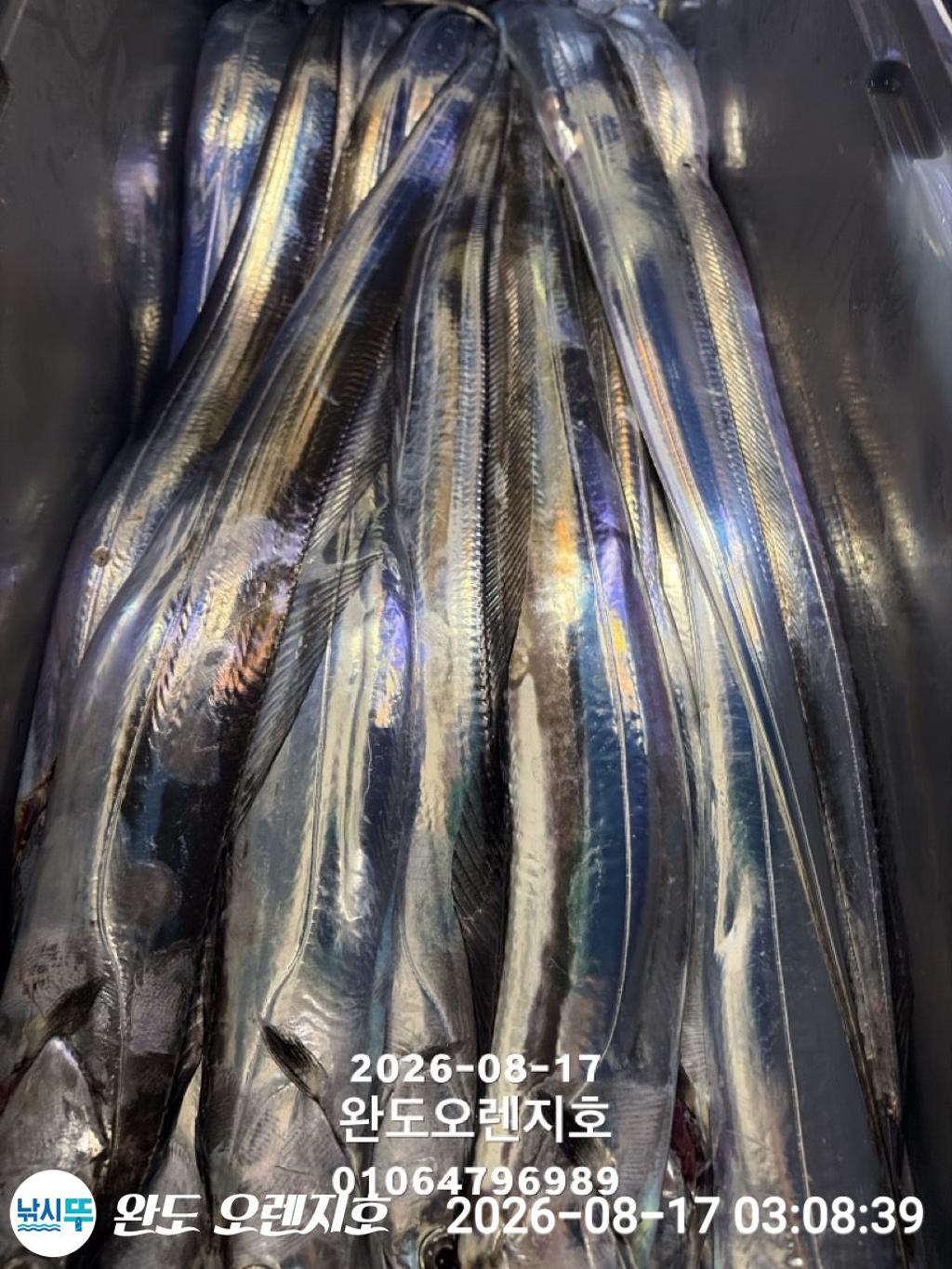 낚시뚜,갈치,완도항,완도 오렌지호,낚시뚜31