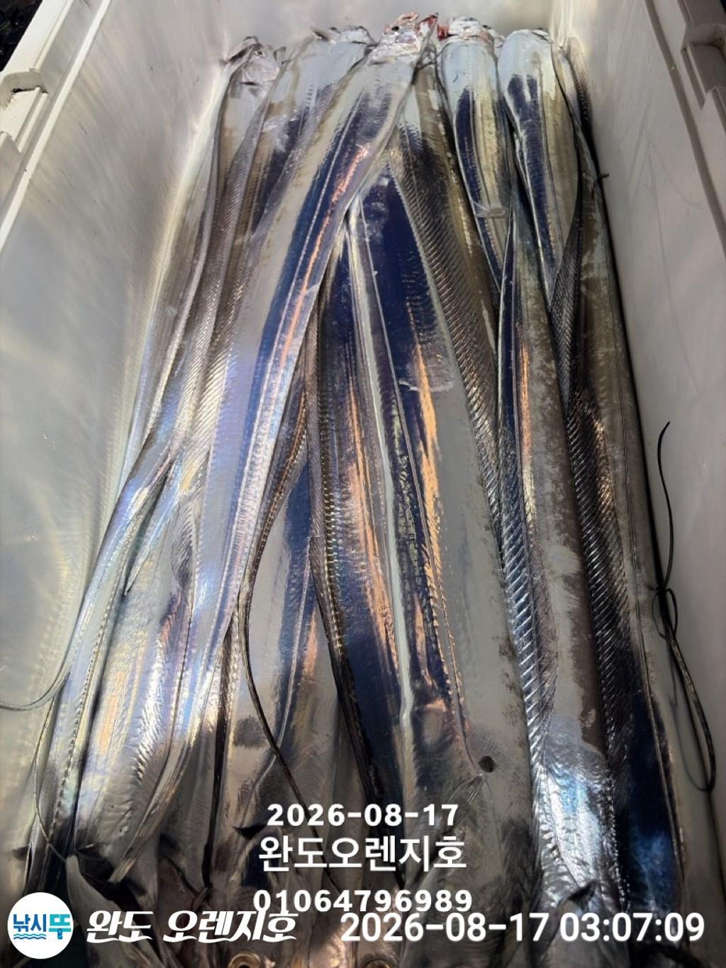 낚시뚜,갈치,완도항,완도 오렌지호,낚시뚜28