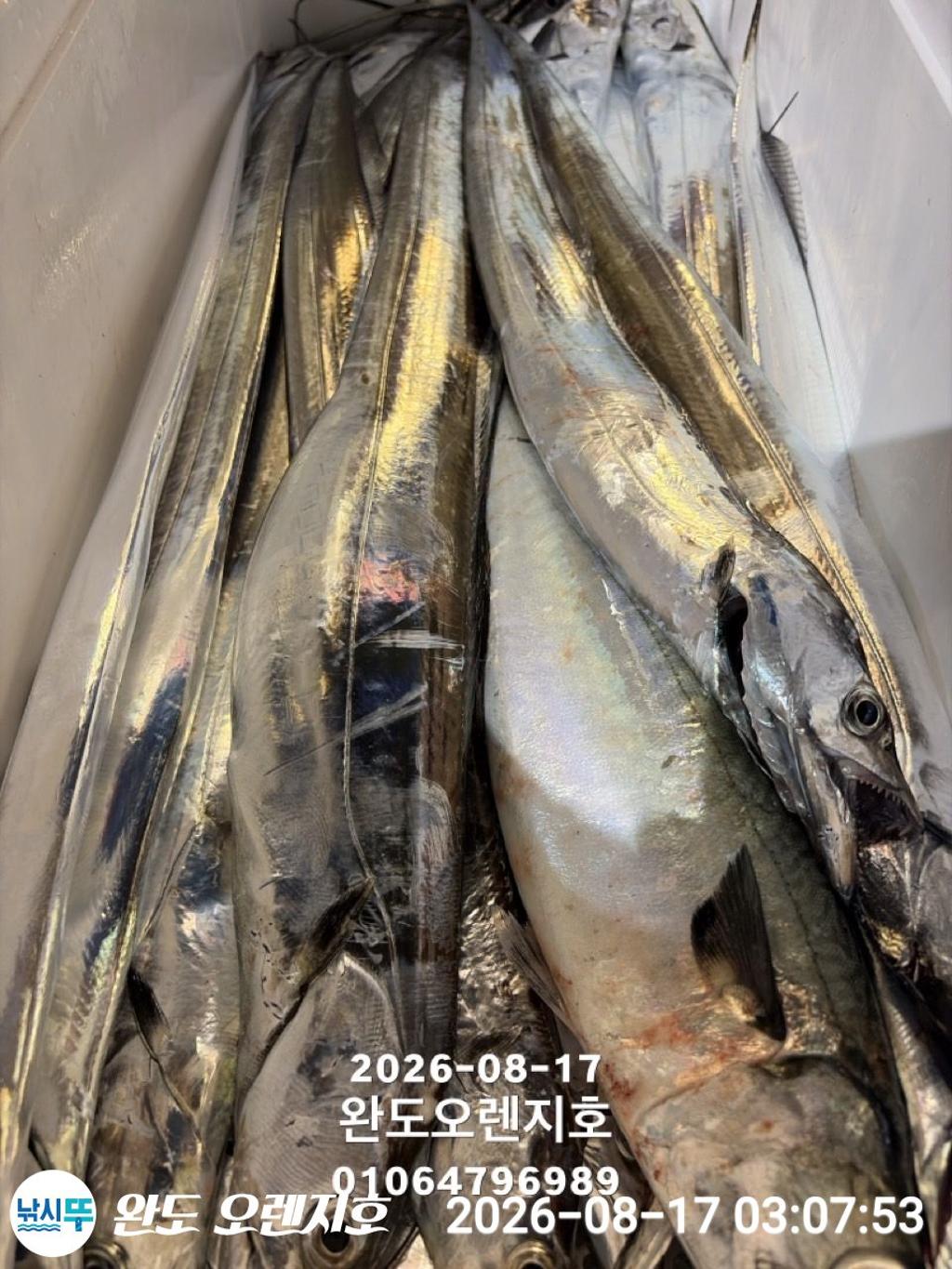 낚시뚜,갈치,완도항,완도 오렌지호,낚시뚜27