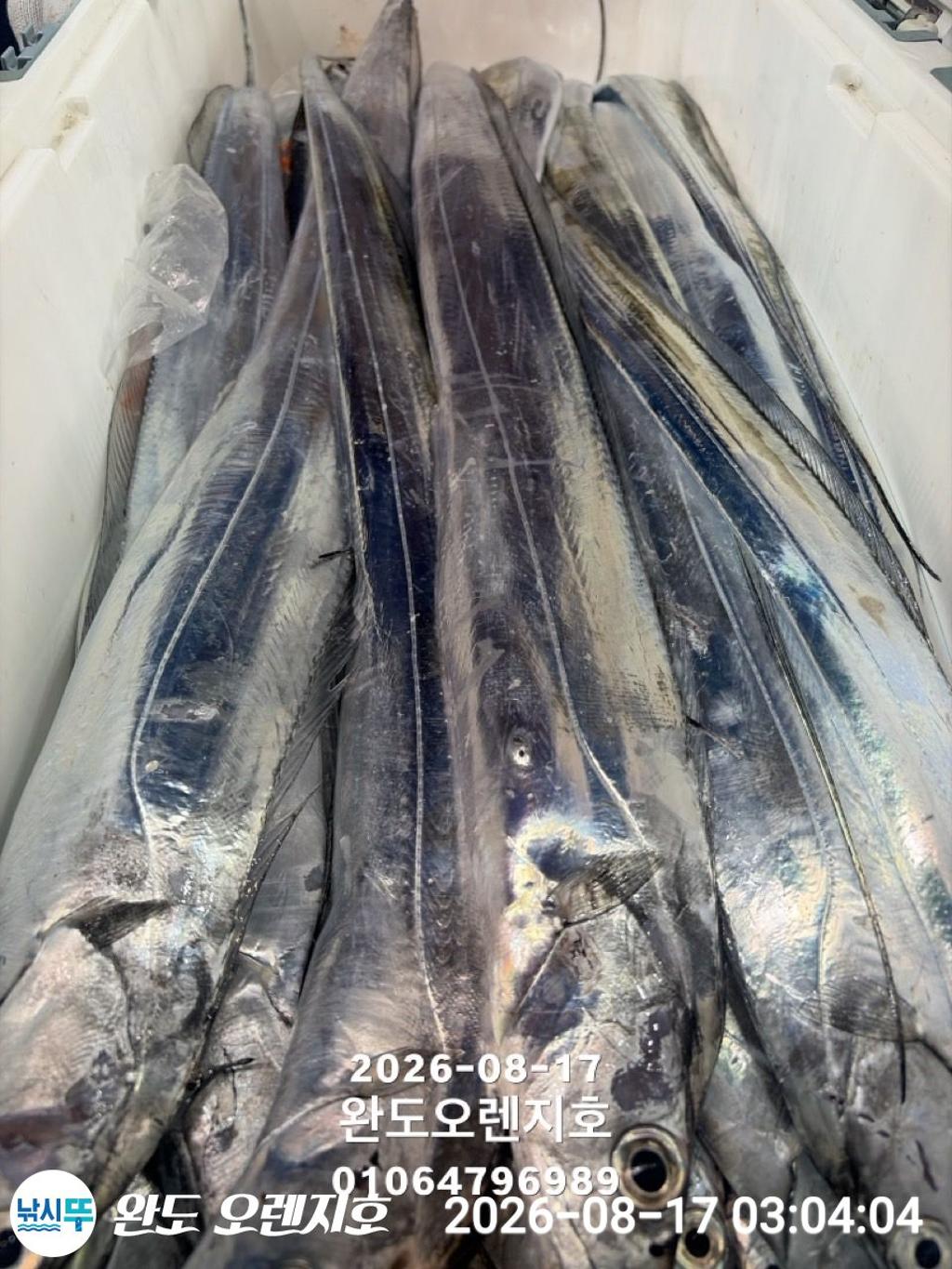 낚시뚜,갈치,완도항,완도 오렌지호,낚시뚜26