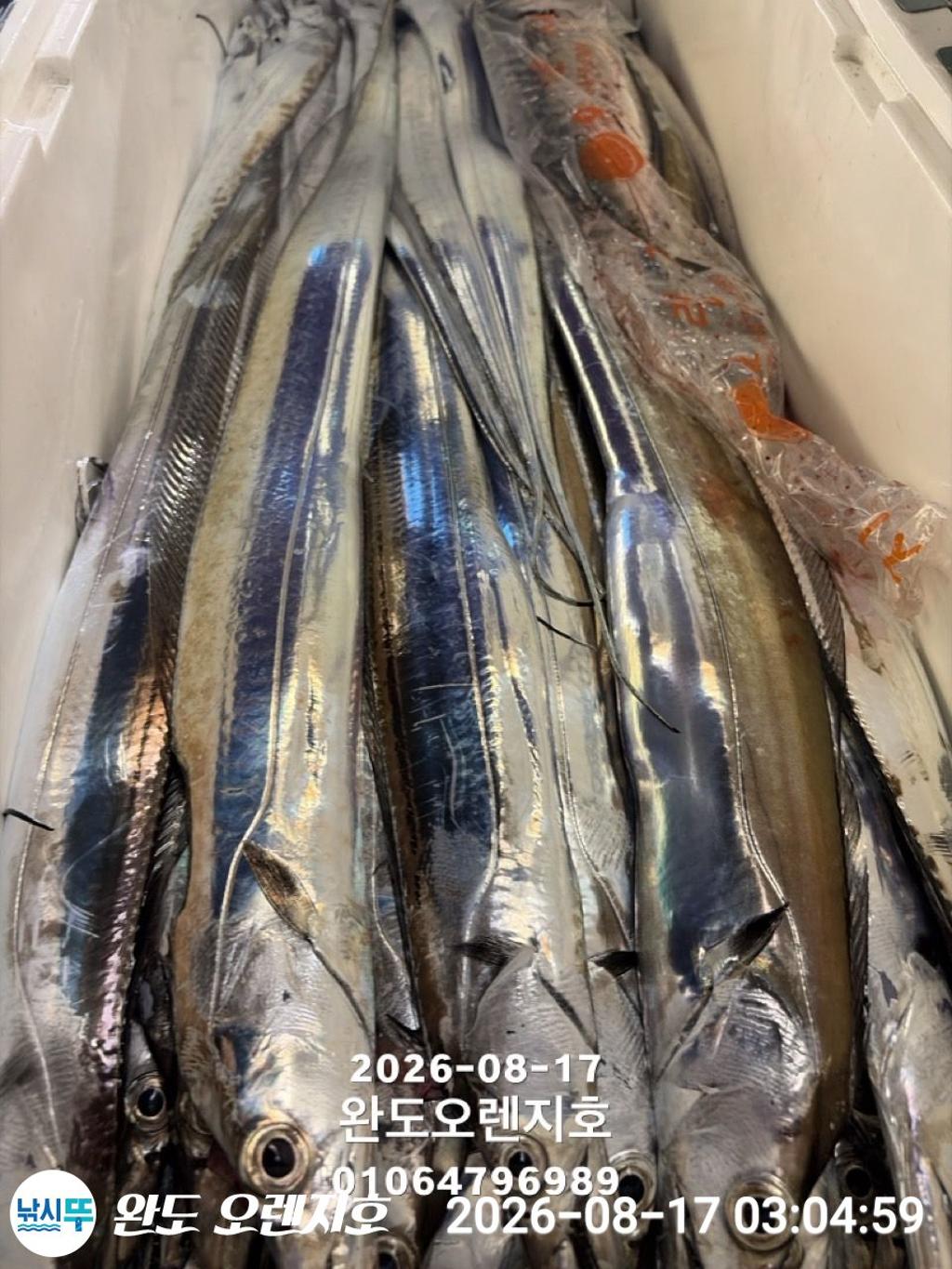 낚시뚜,갈치,완도항,완도 오렌지호,낚시뚜25