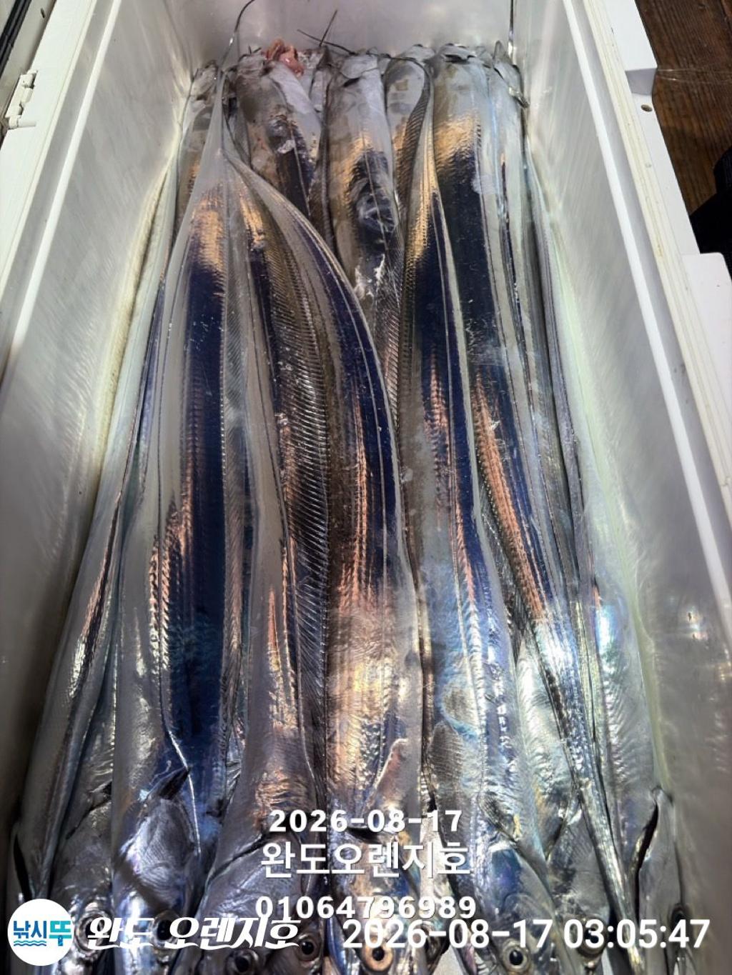 낚시뚜,갈치,완도항,완도 오렌지호,낚시뚜24