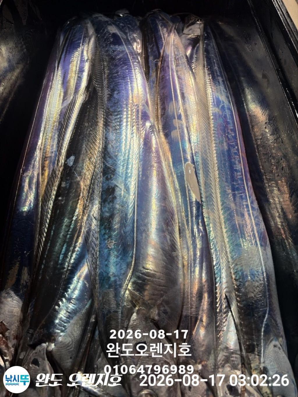 낚시뚜,갈치,완도항,완도 오렌지호,낚시뚜22