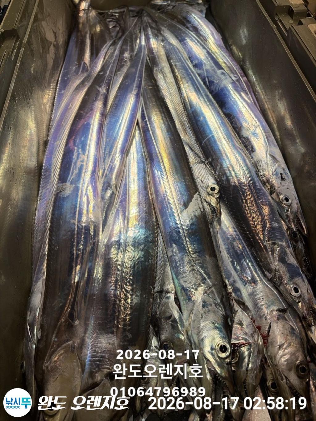 낚시뚜,갈치,완도항,완도 오렌지호,낚시뚜20