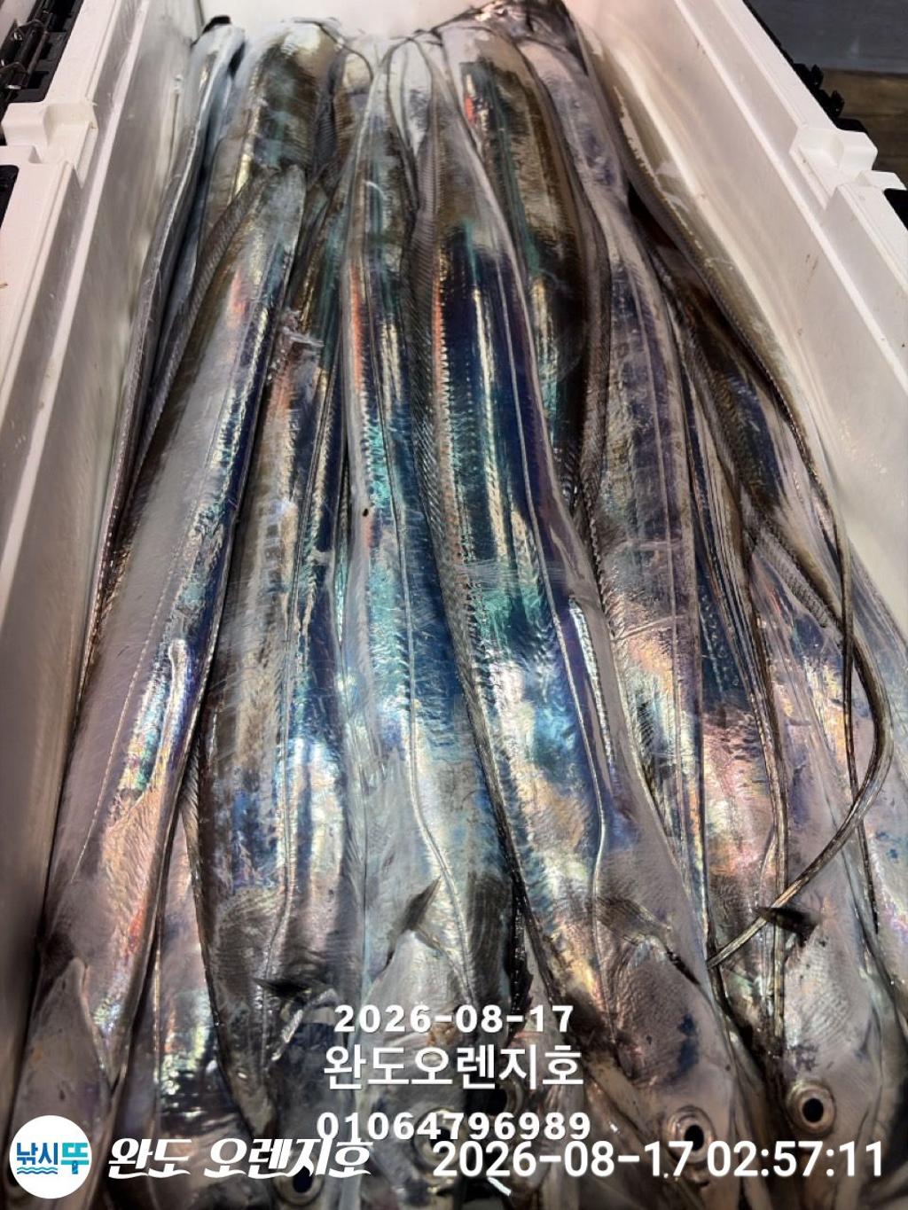 낚시뚜,갈치,완도항,완도 오렌지호,낚시뚜17