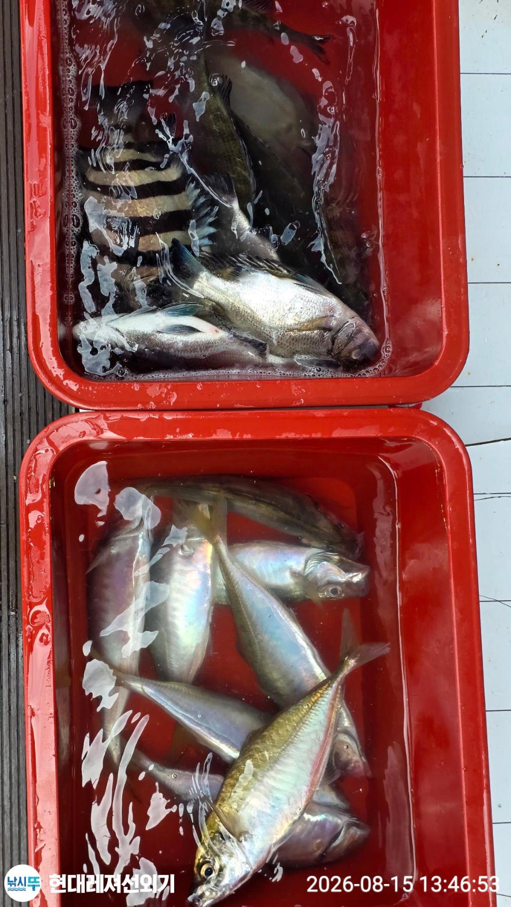 낚시뚜,감성돔,돌문어,전갱이,풍화상장마을,통영 현대레져선외기,낚시뚜8