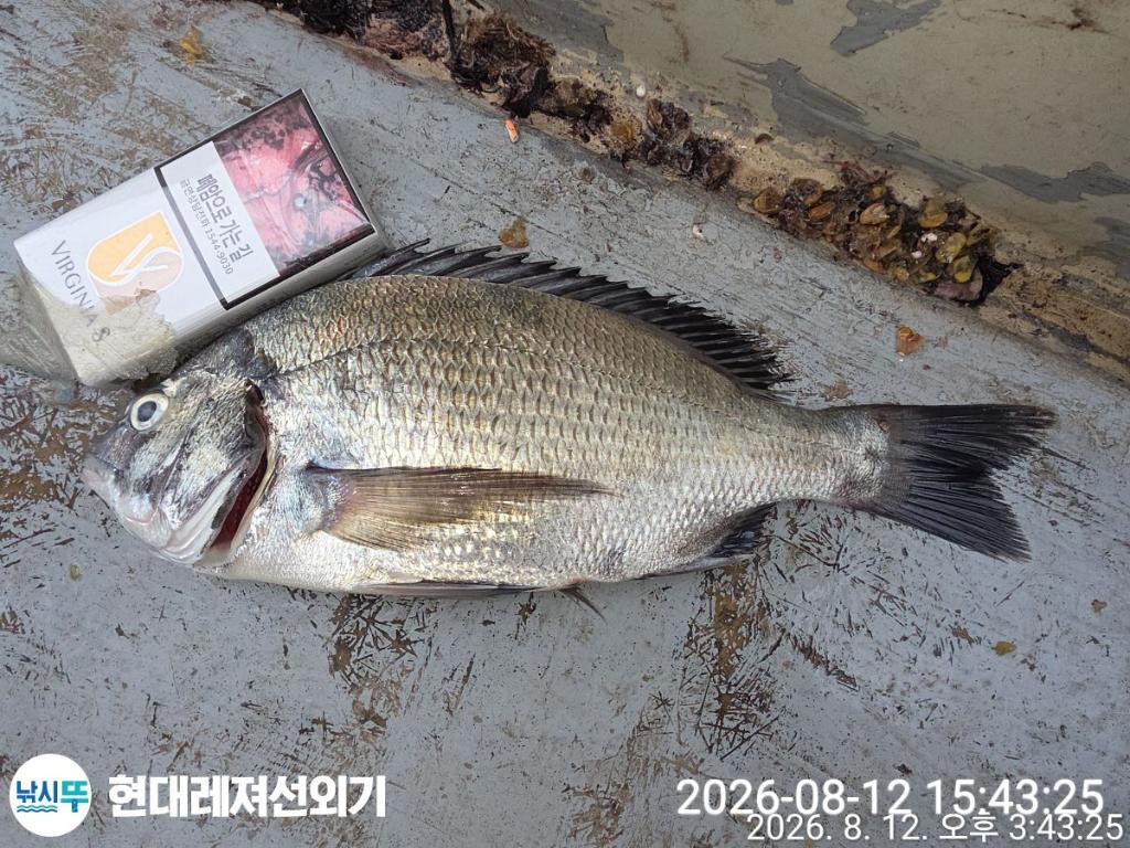 낚시뚜,감성돔,돌문어,전갱이,풍화상장마을,통영 현대레져선외기,낚시뚜4