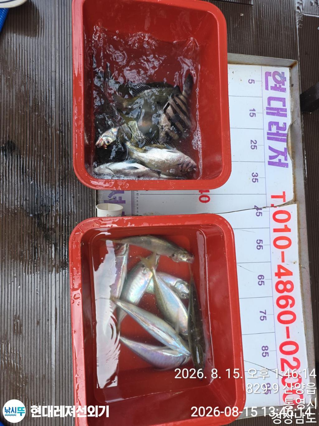 낚시뚜,감성돔,돌문어,전갱이,풍화상장마을,통영 현대레져선외기,낚시뚜2
