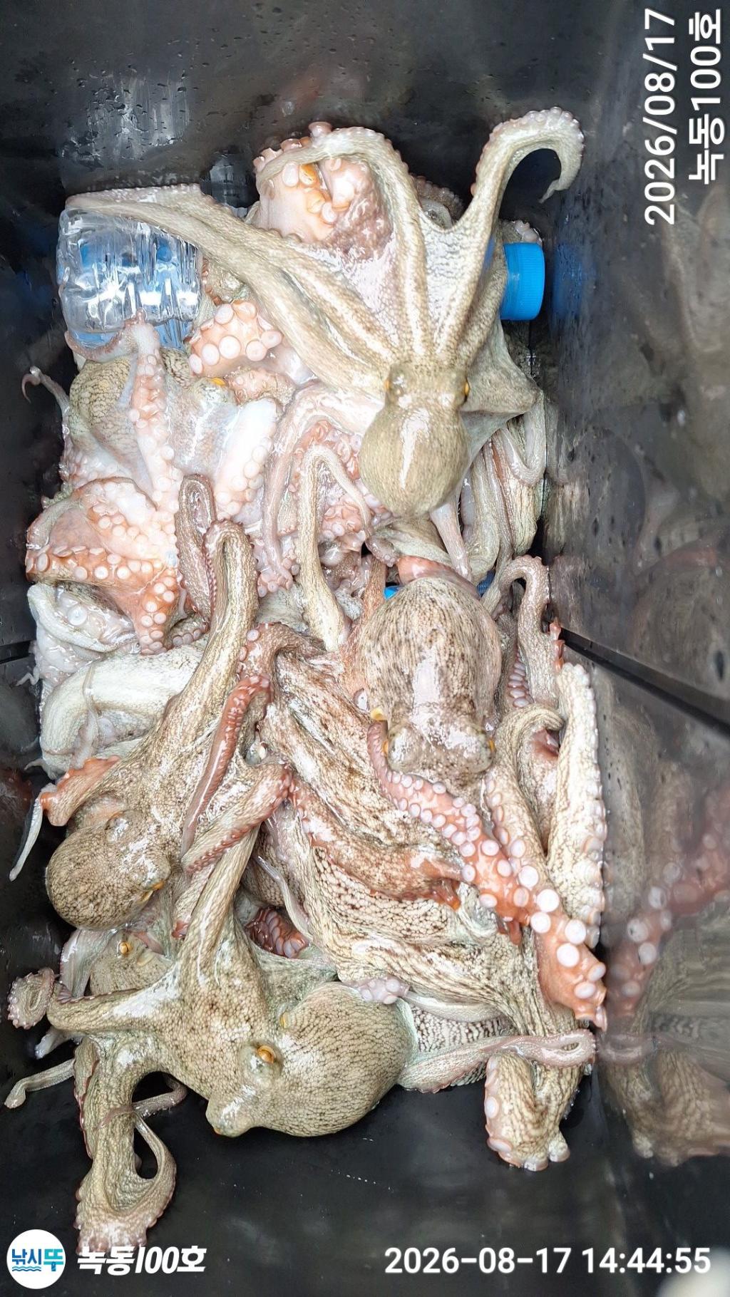 낚시뚜,돌문어,녹동항,녹동100호,낚시뚜2