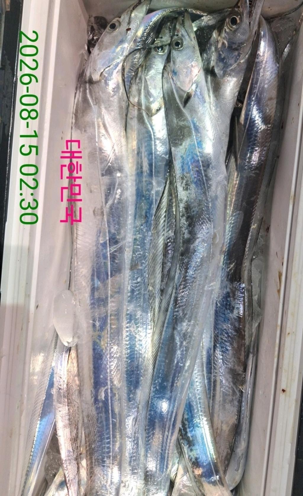 낚시뚜,갈치,삼포항,삼포대교낚시,낚시뚜10