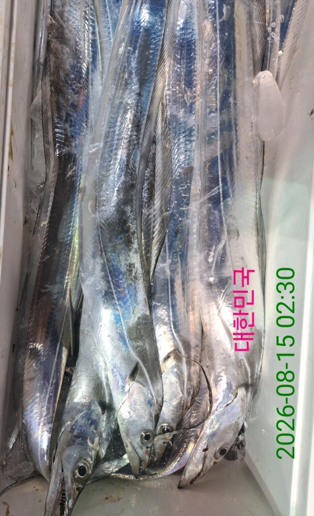 낚시뚜,갈치,삼포항,삼포대교낚시,낚시뚜11