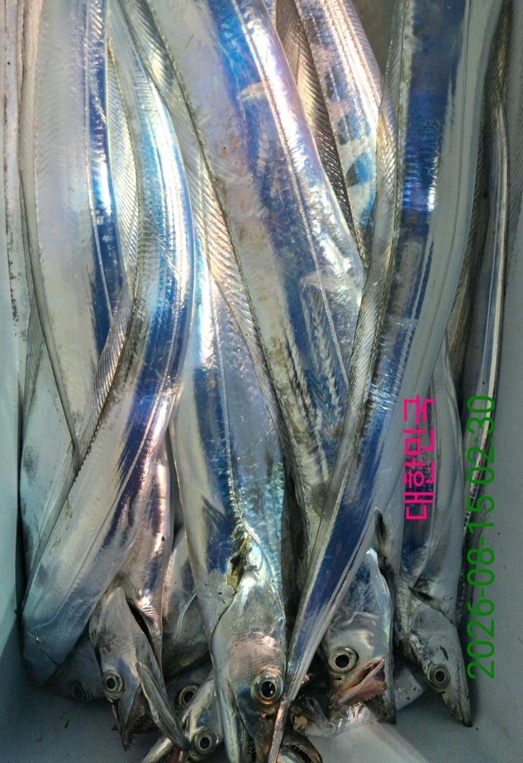 낚시뚜,갈치,삼포항,삼포대교낚시,낚시뚜12
