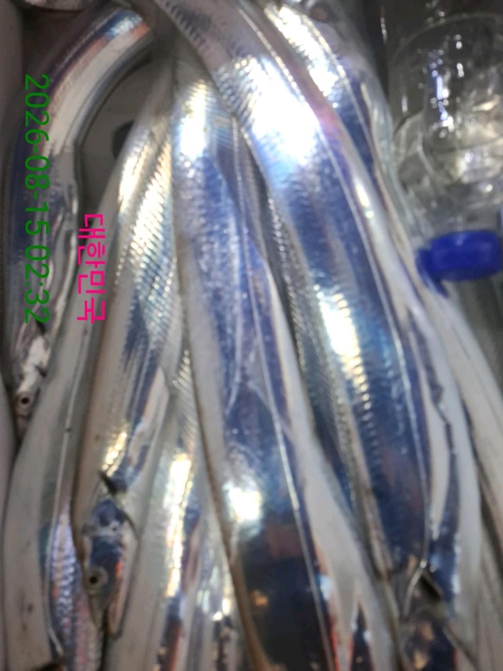 낚시뚜,갈치,삼포항,삼포대교낚시,낚시뚜13