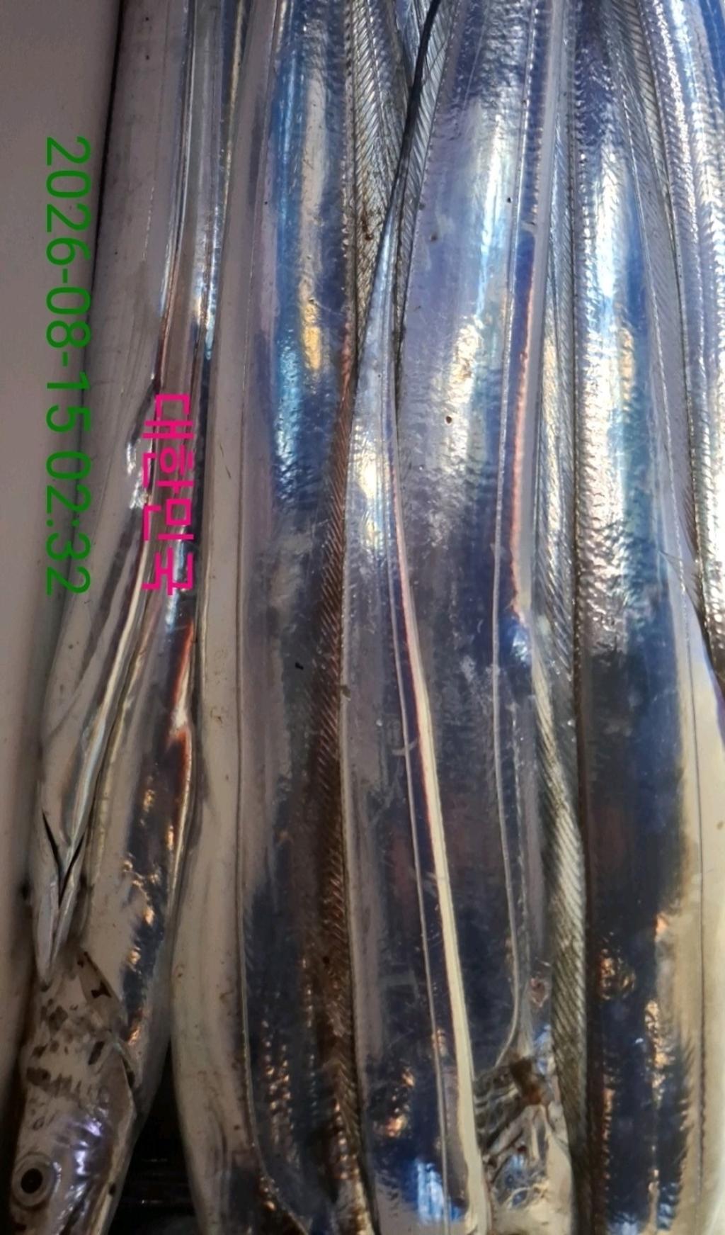 낚시뚜,갈치,삼포항,삼포대교낚시,낚시뚜15