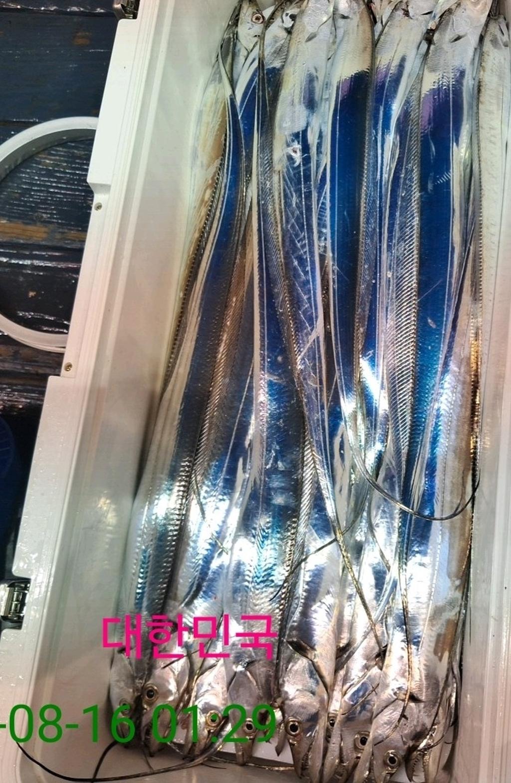 낚시뚜,갈치,삼포항,삼포대교낚시,낚시뚜16