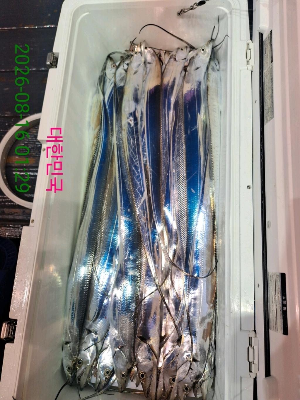 낚시뚜,갈치,삼포항,삼포대교낚시,낚시뚜17