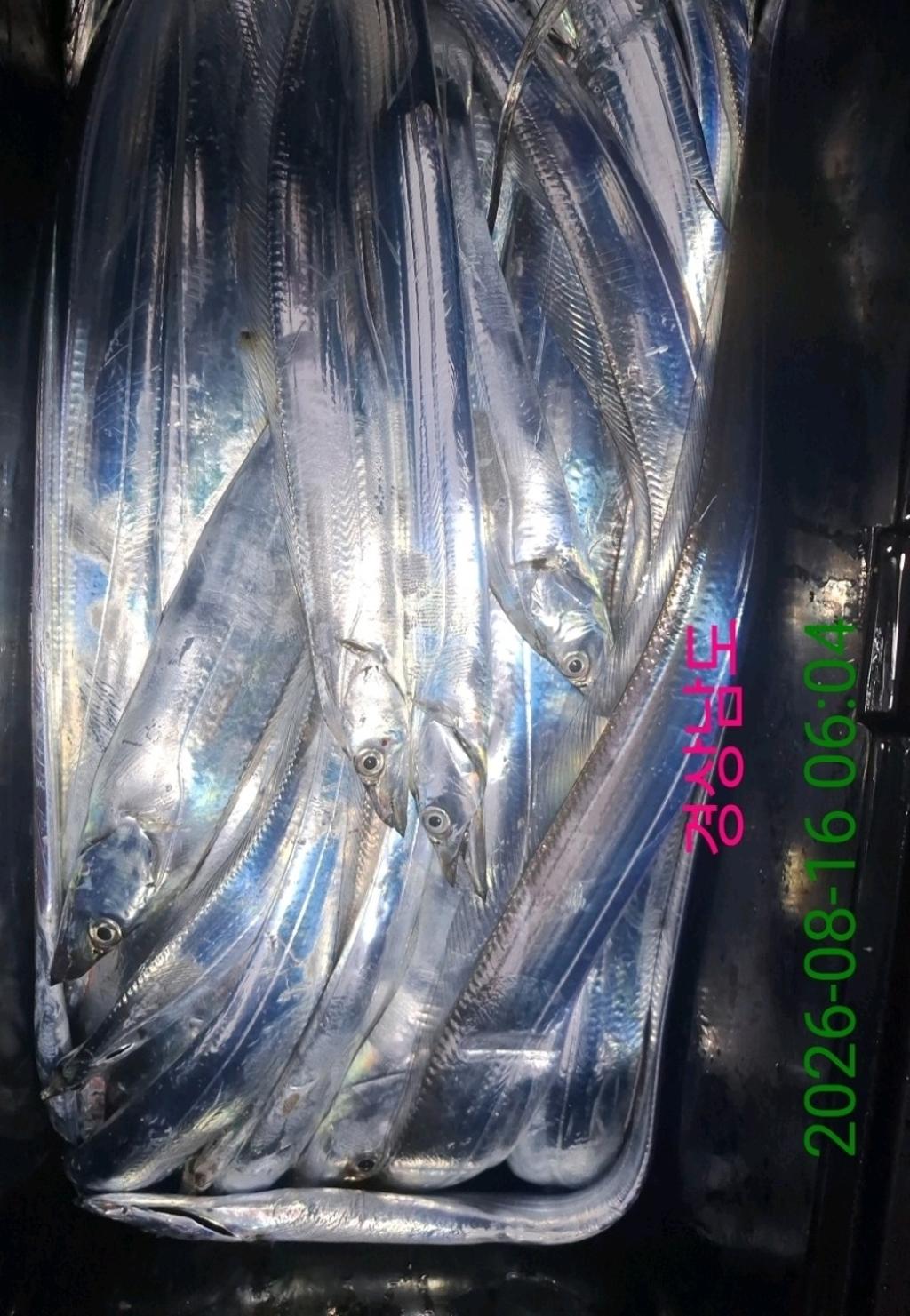 낚시뚜,갈치,삼포항,삼포대교낚시,낚시뚜18