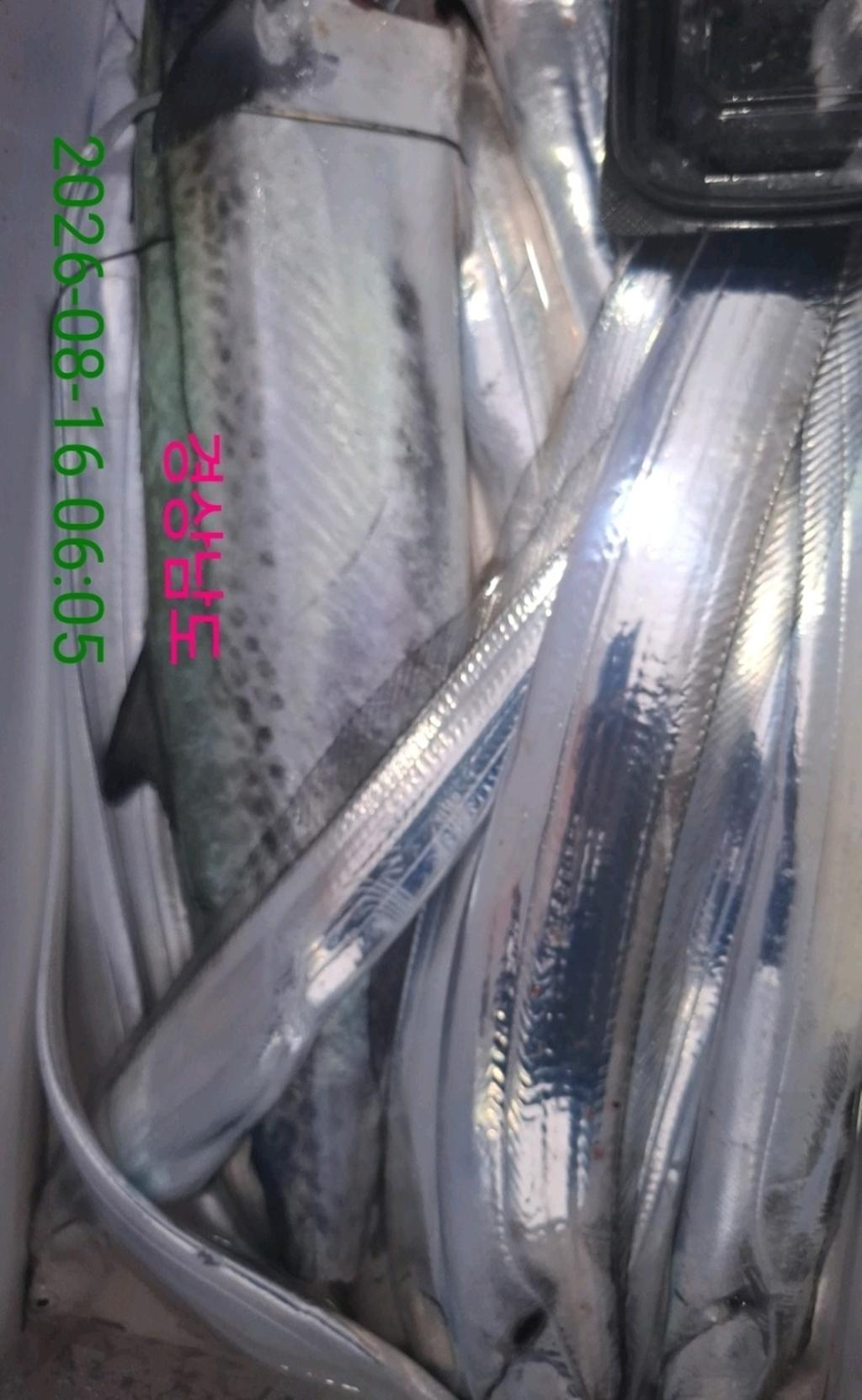 낚시뚜,갈치,삼포항,삼포대교낚시,낚시뚜19