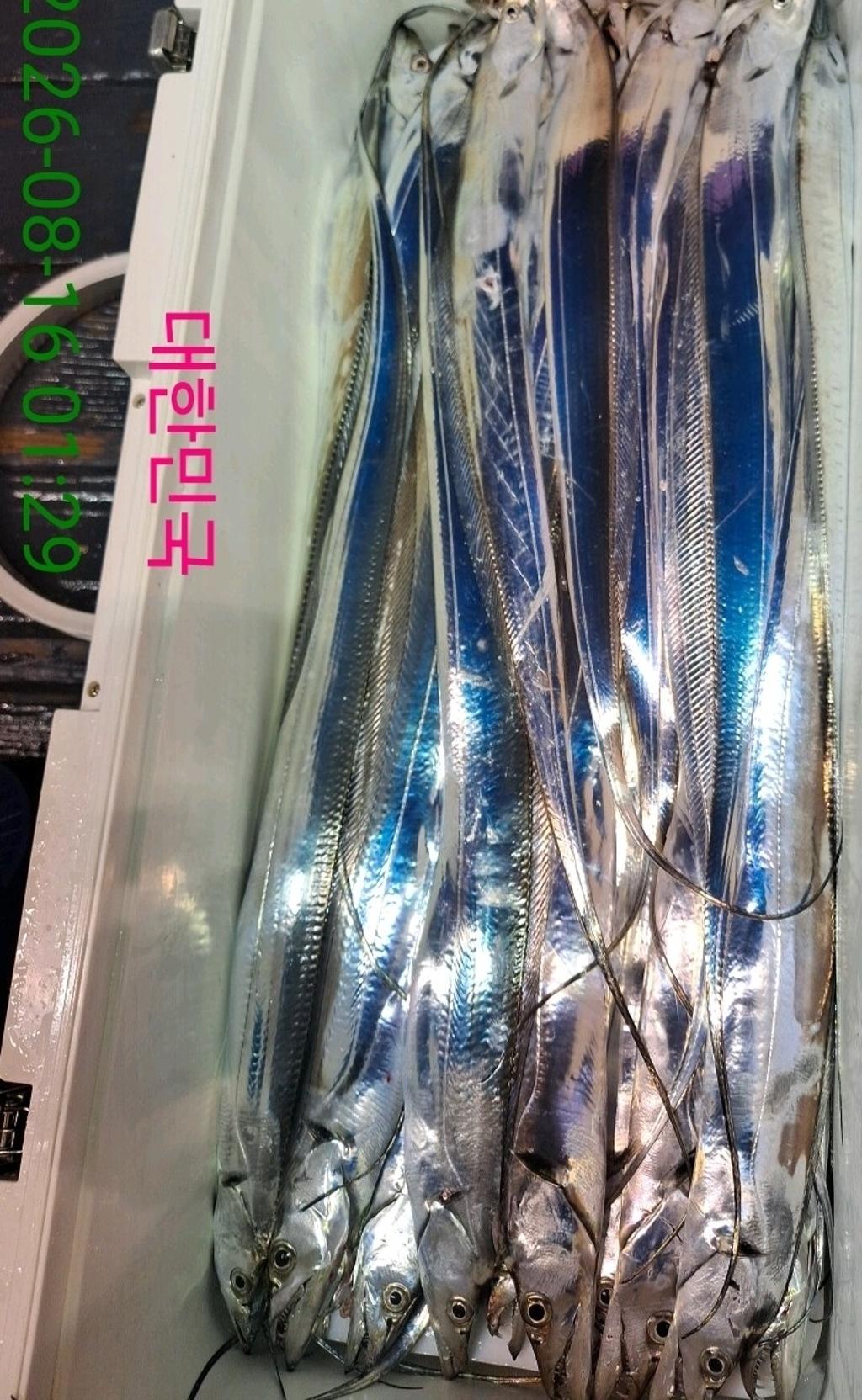낚시뚜,갈치,삼포항,삼포대교낚시,낚시뚜20