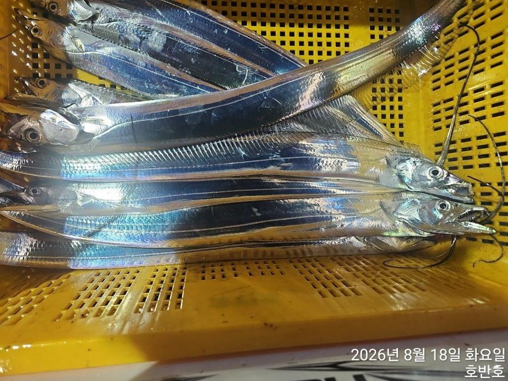 낚시뚜,갈치,통영 신전항,통영호반호,낚시뚜43