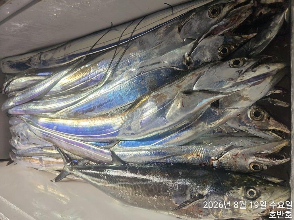 낚시뚜,갈치,통영 신전항,통영호반호,낚시뚜39