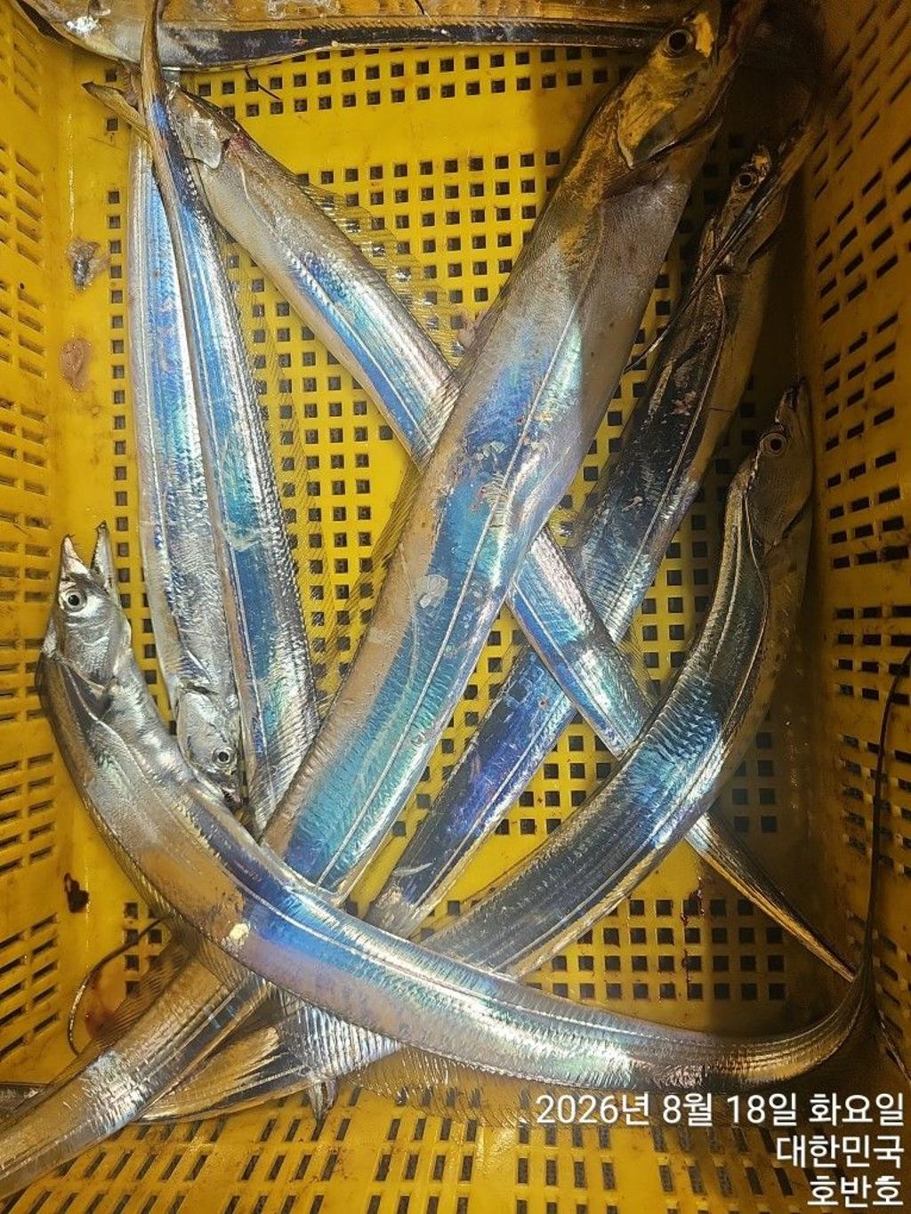 낚시뚜,갈치,통영 신전항,통영호반호,낚시뚜34