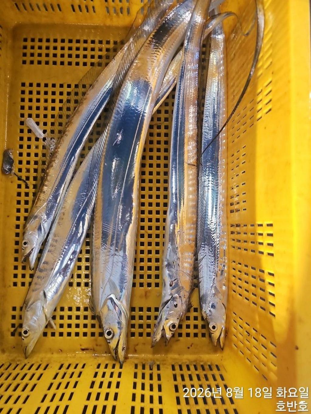 낚시뚜,갈치,통영 신전항,통영호반호,낚시뚜33