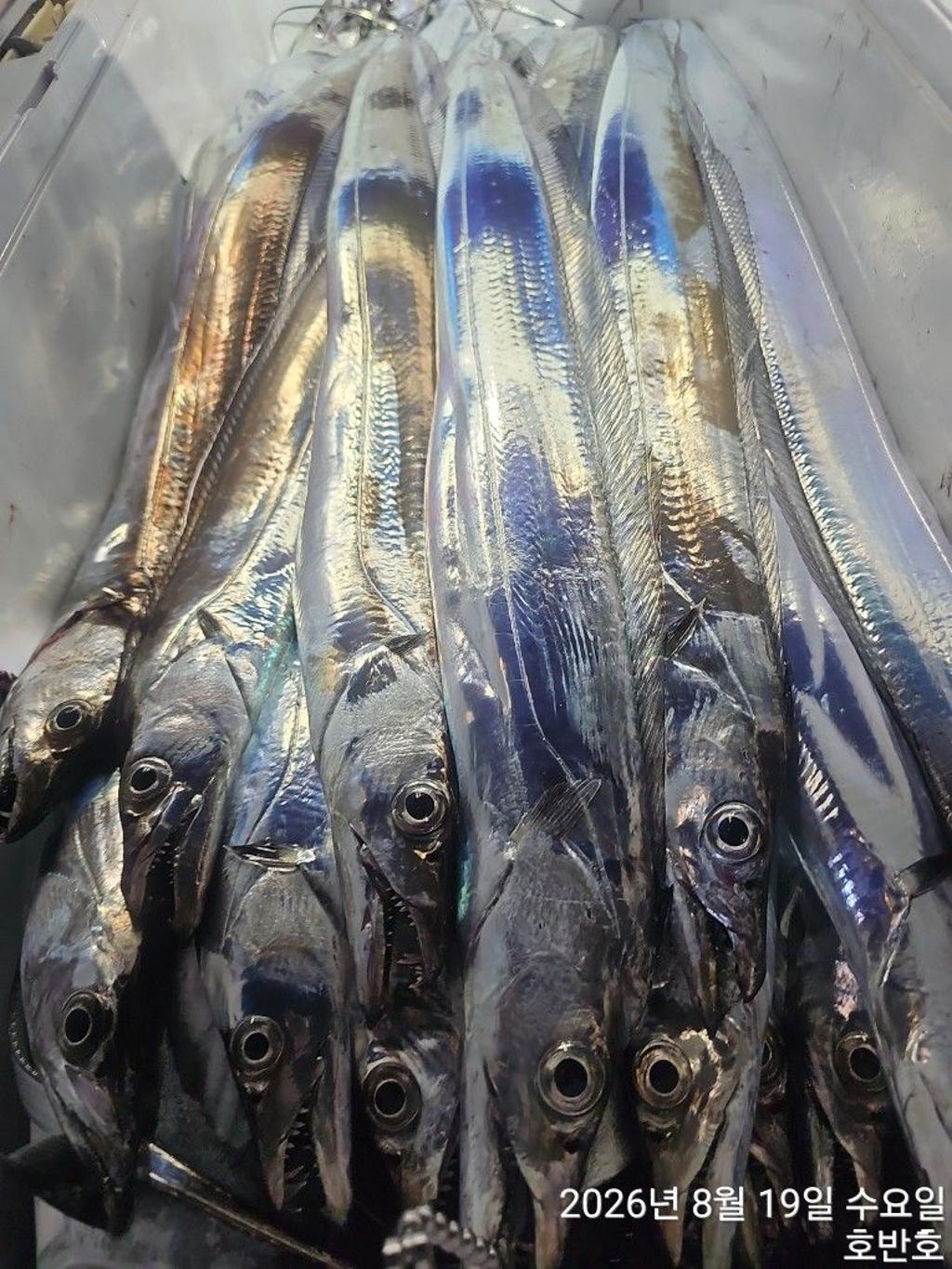 낚시뚜,갈치,통영 신전항,통영호반호,낚시뚜28