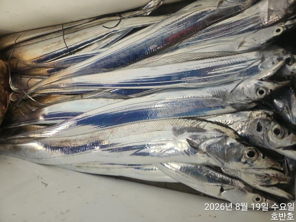 낚시뚜,갈치,통영 신전항,통영호반호,낚시뚜23