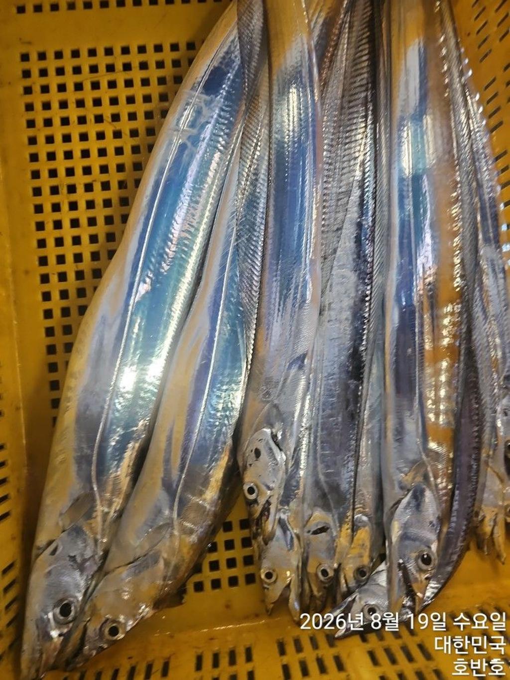 낚시뚜,갈치,통영 신전항,통영호반호,낚시뚜20