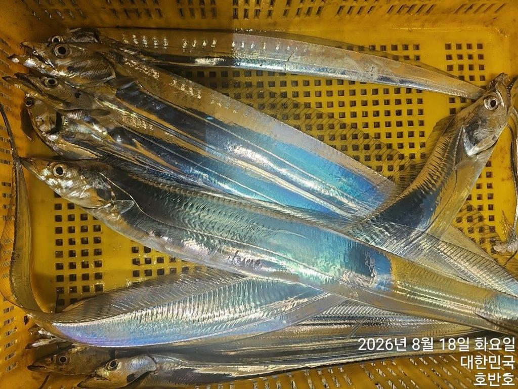 낚시뚜,갈치,통영 신전항,통영호반호,낚시뚜19