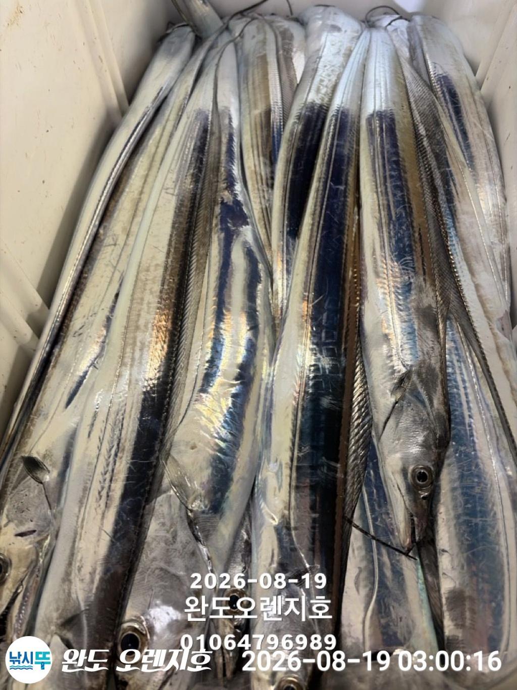 낚시뚜,갈치,완도항,완도 오렌지호,낚시뚜7