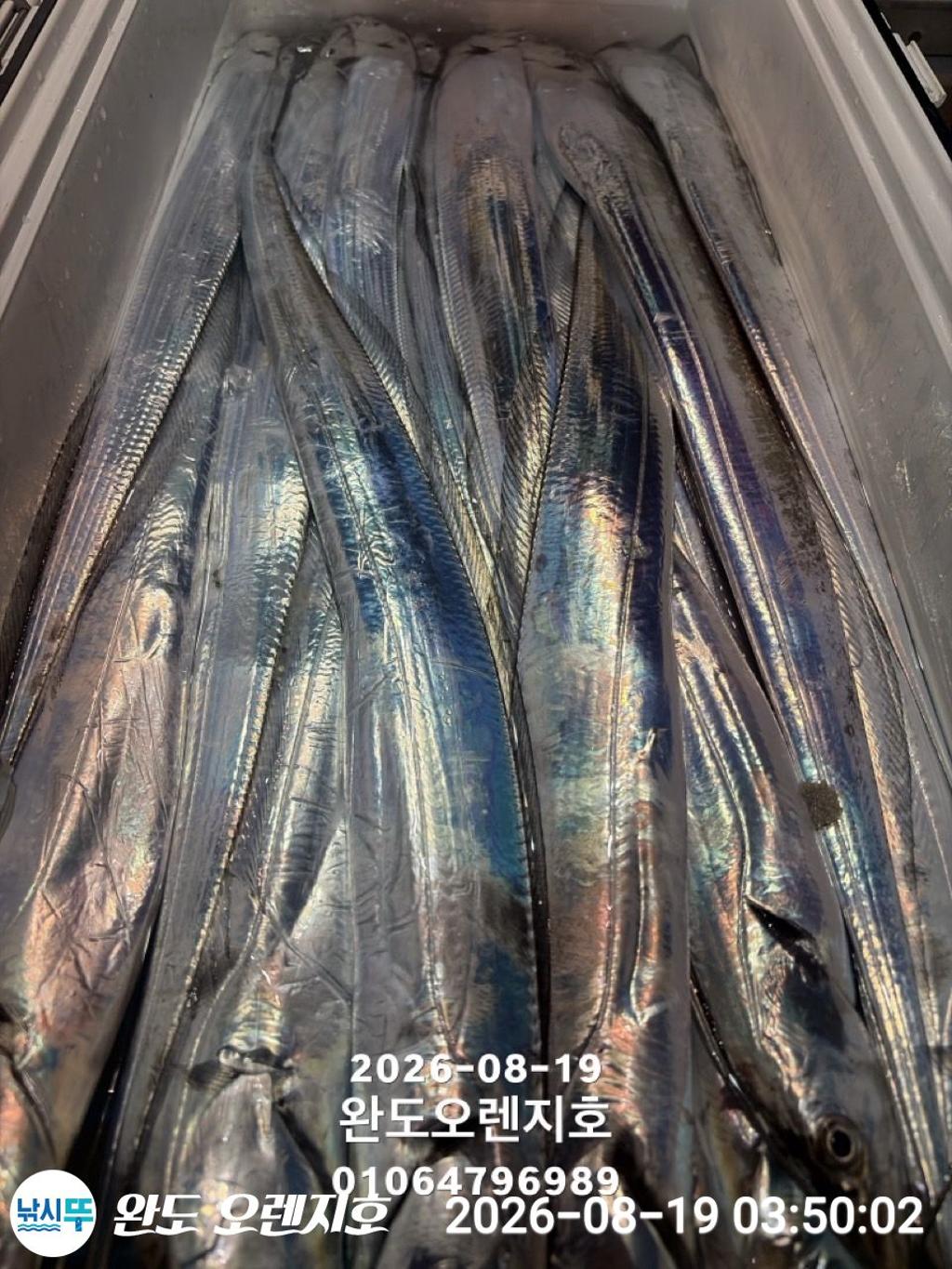 낚시뚜,갈치,완도항,완도 오렌지호,낚시뚜0