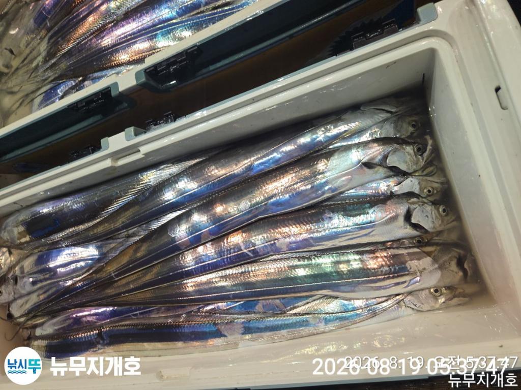 낚시뚜,갈치,통영영운리항,뉴무지개호,낚시뚜14