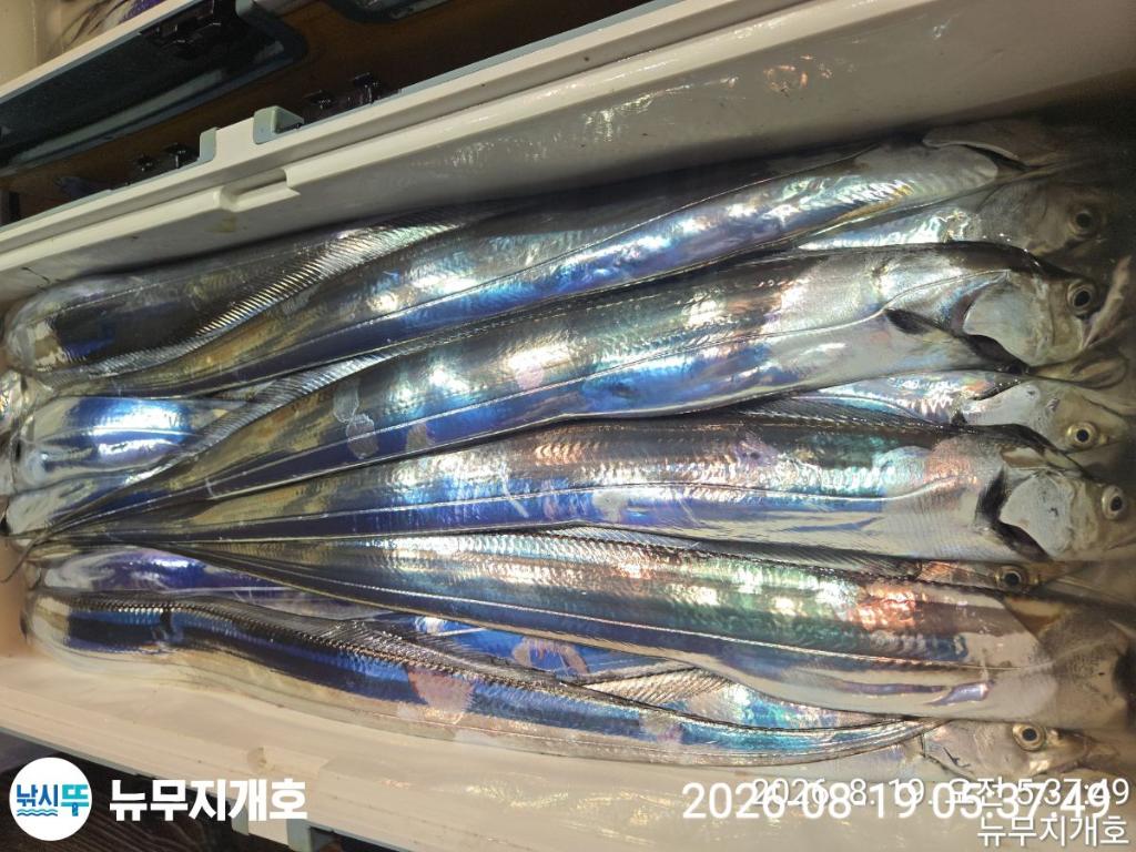 낚시뚜,갈치,통영영운리항,뉴무지개호,낚시뚜13