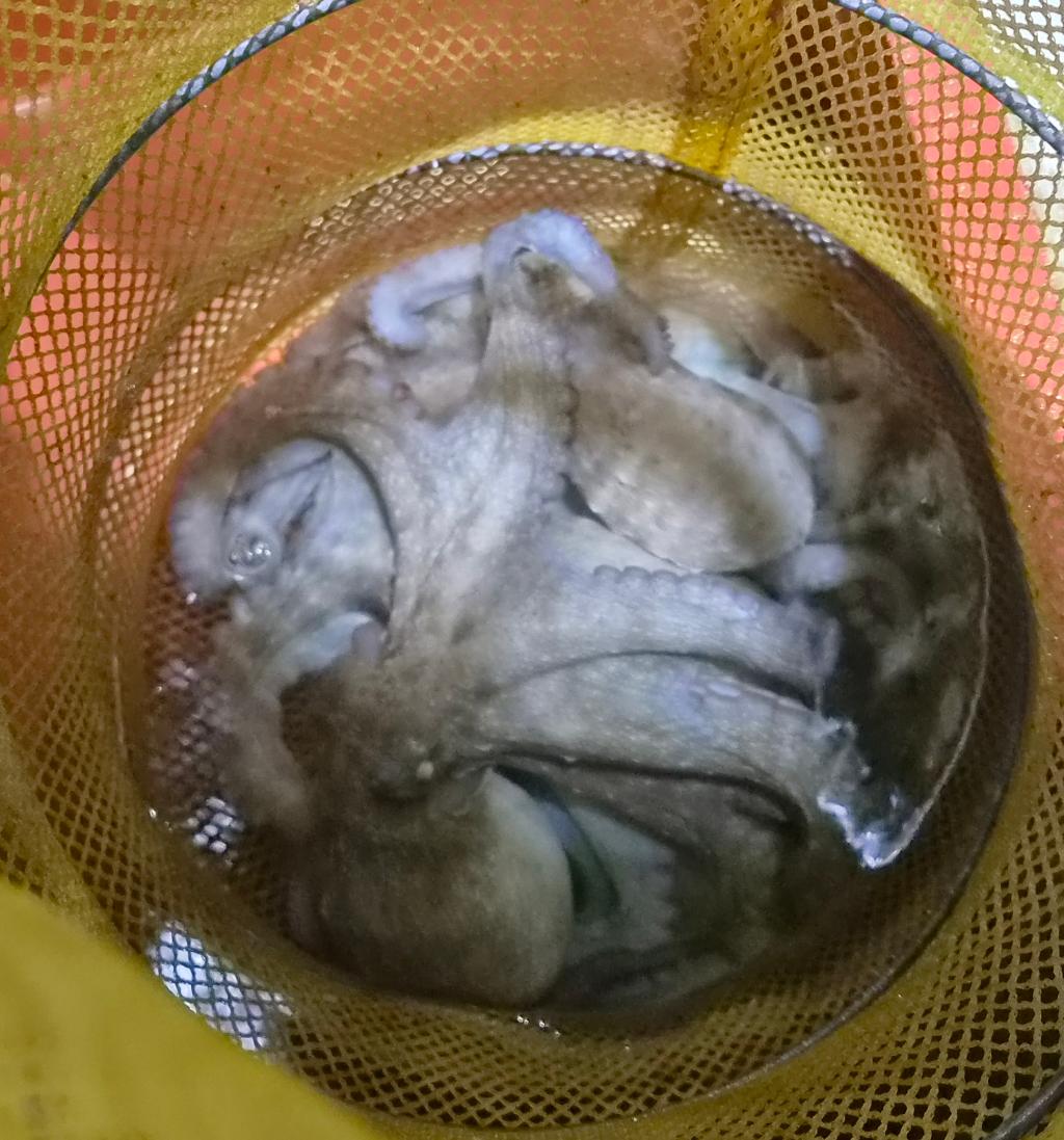 낚시뚜,돌문어,포항여남항,포항포시즌호,낚시뚜11