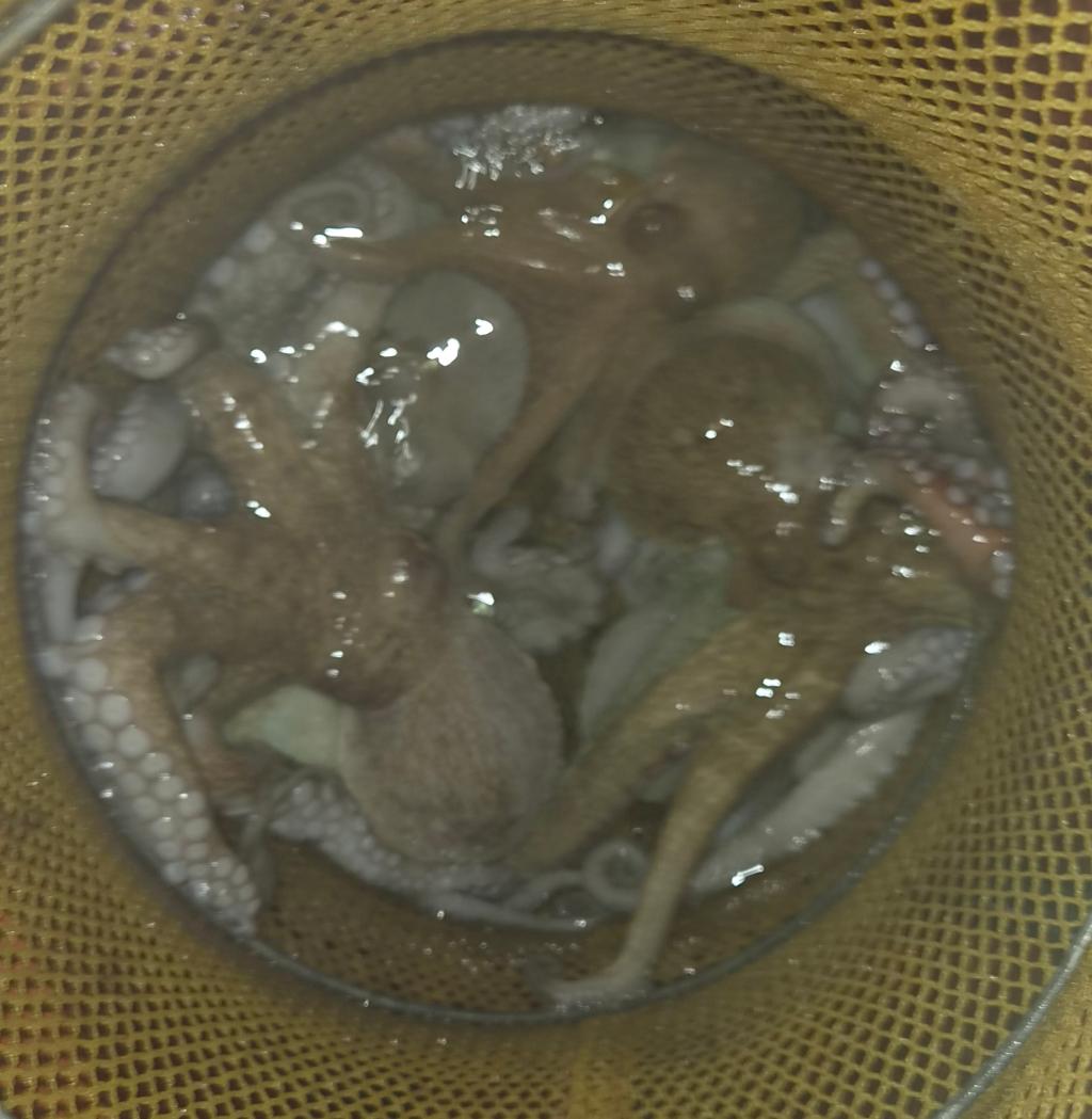 낚시뚜,돌문어,포항여남항,포항포시즌호,낚시뚜10